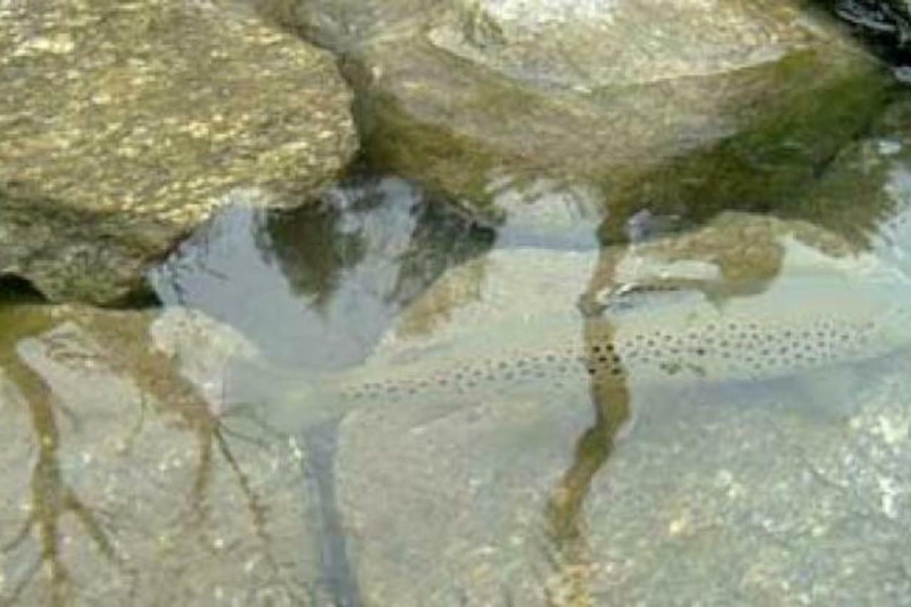 Bilocale A Due Passi Dal Gran Paradiso Locana 외부 사진